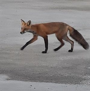 Meet your Posher, Duncan